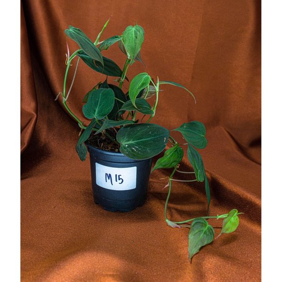 Philodendron Micans 4" US Seller Potted RARE Philo - Picture 2 of 2